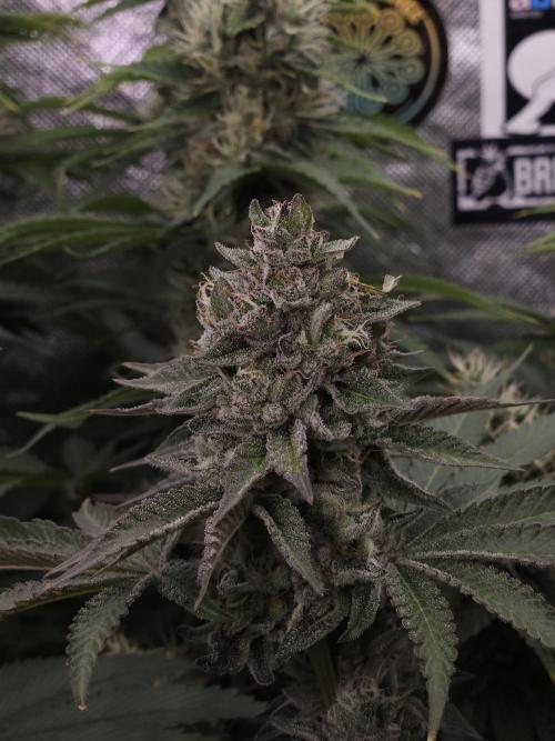 Berry Crusher. Week 11