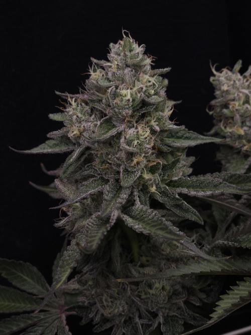 Berry Crusher. Week 11