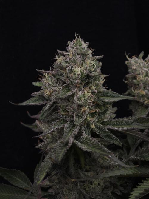 Berry Crusher. Week 11