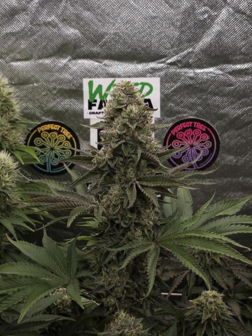 Berry Crusher. Week 11