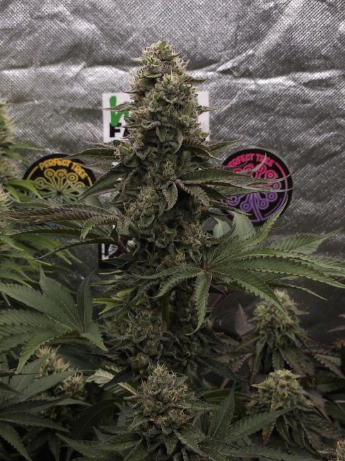 Berry Crusher. Week 11