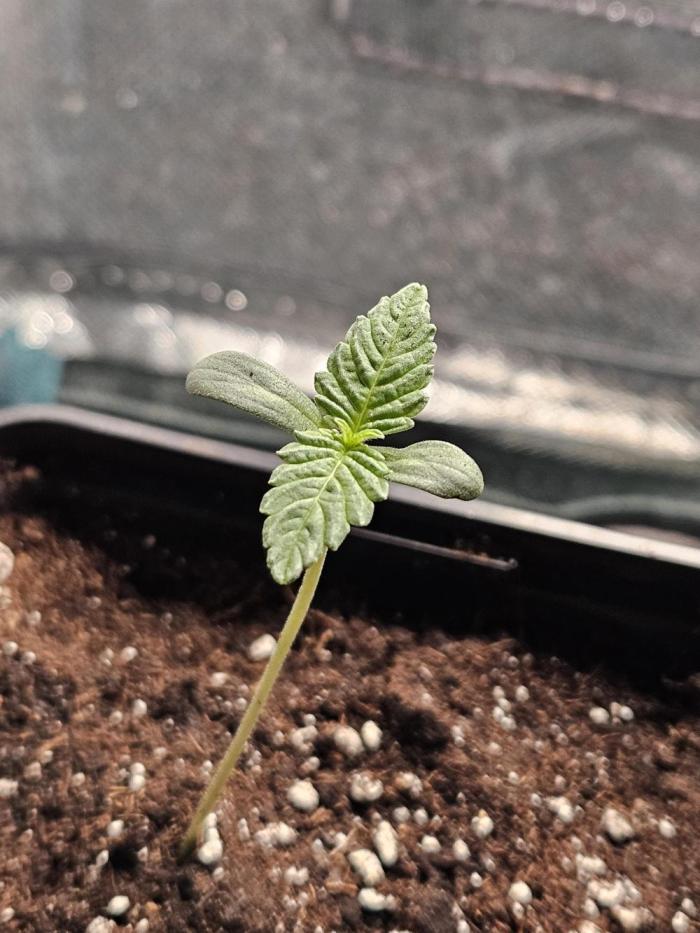 PEACH MOON. Week 0