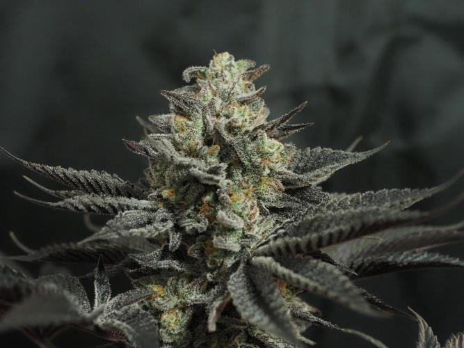 Vanilla Frosting. Week 9