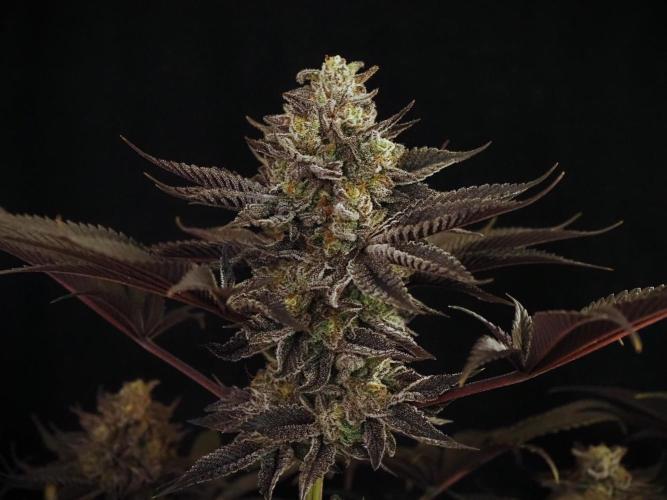 Vanilla Frosting. Week 9