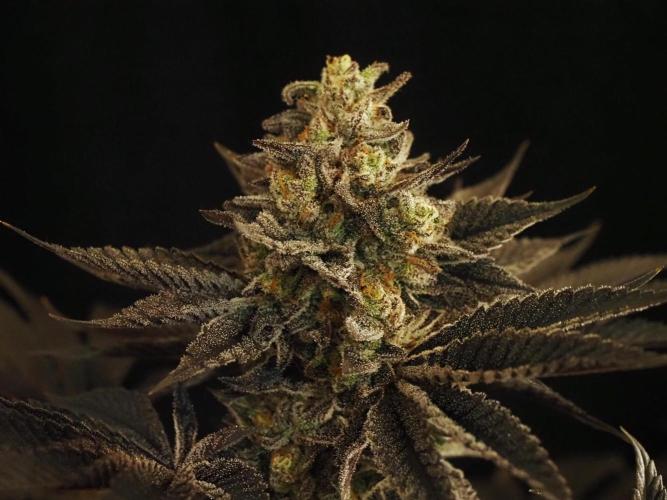 Vanilla Frosting. Week 9