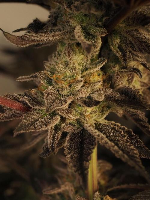 Vanilla Frosting. Week 9