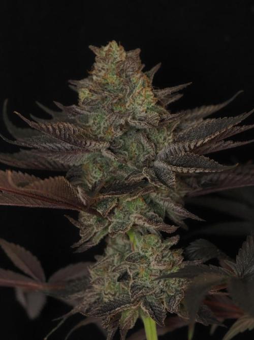 Vanilla Frosting. Week 9