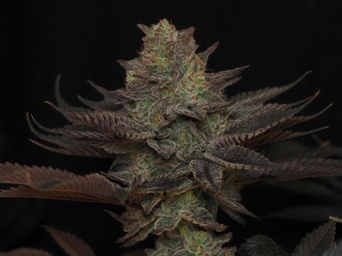 Vanilla Frosting. Week 9
