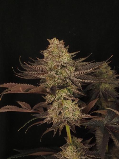 Vanilla Frosting. Week 9