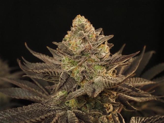 Vanilla Frosting. Week 9