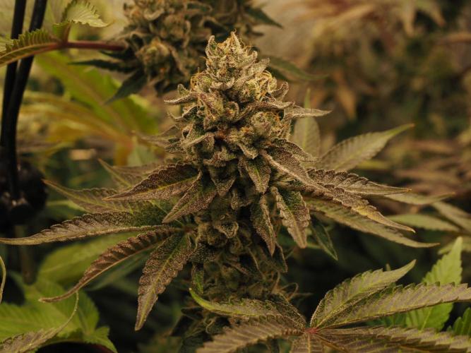 Berry Crusher. Week 12