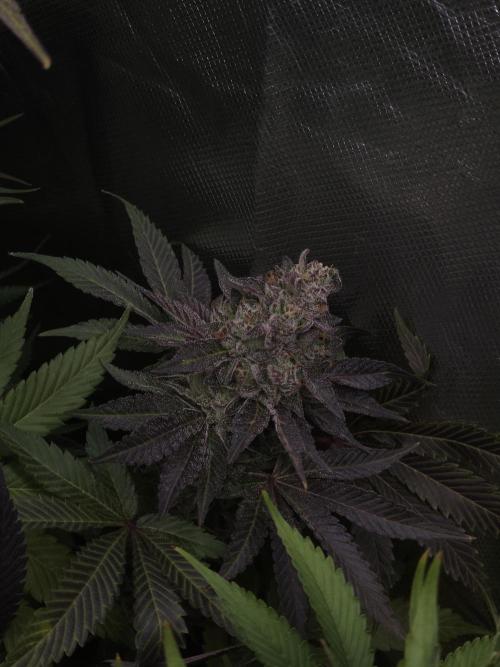 Berry Crusher. Week 12