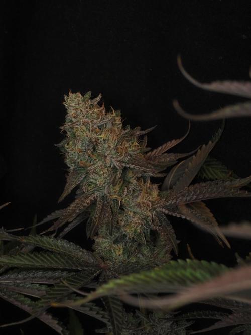 Berry Crusher. Week 12