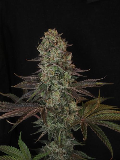 Berry Crusher. Week 12