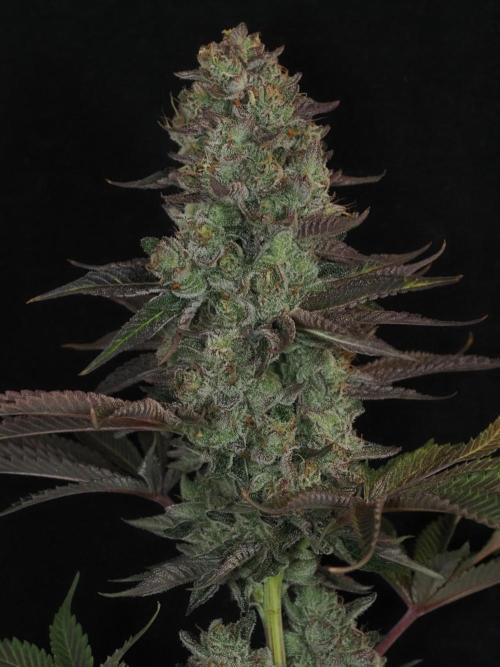 Berry Crusher. Week 12