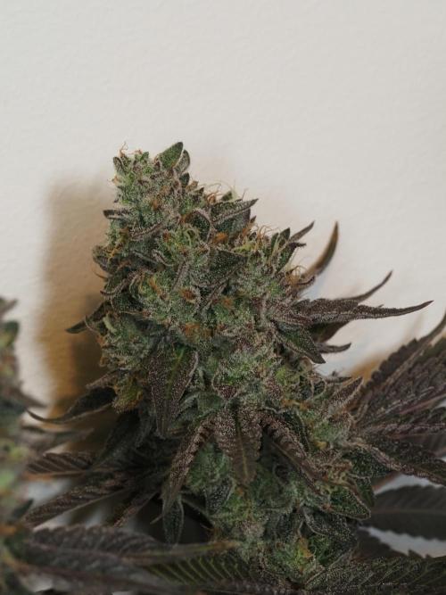 Berry Crusher. Week 12