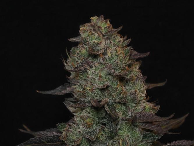 Berry Crusher. Week 12