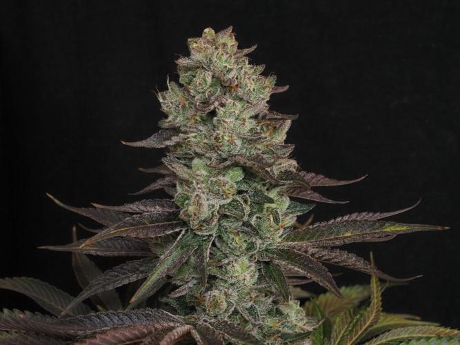 Berry Crusher. Week 12