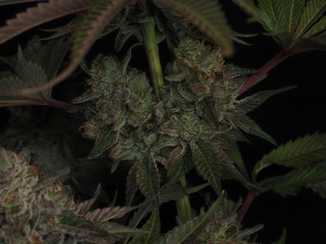 Berry Crusher. Week 12