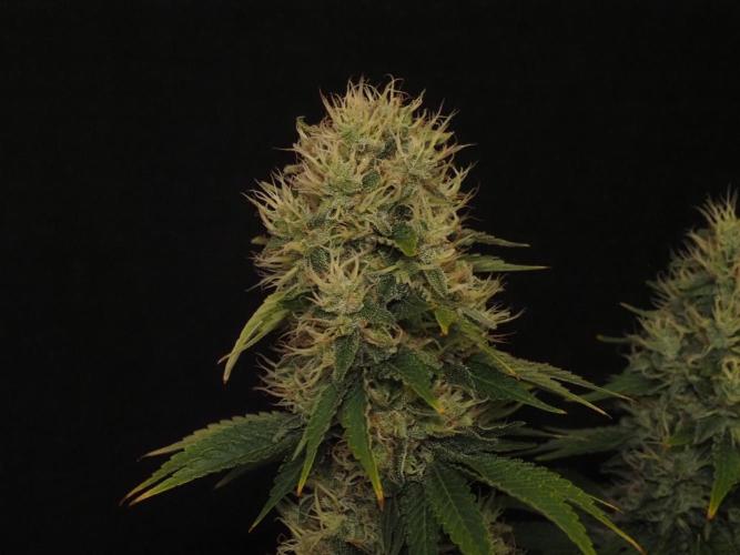 Eternity Grow Cup 2026. Week 12