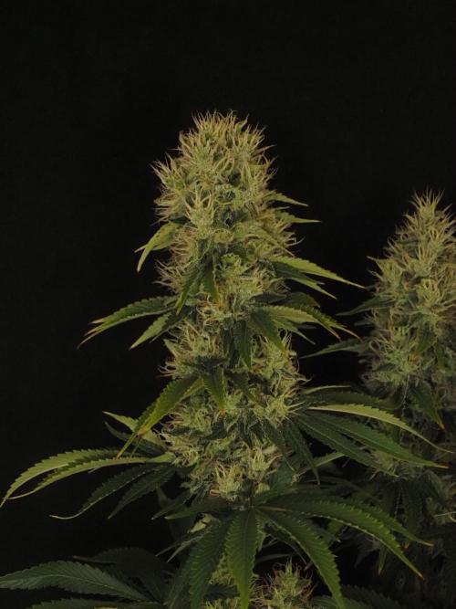 Eternity Grow Cup 2026. Week 12