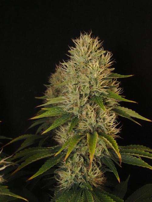 Eternity Grow Cup 2026. Week 12