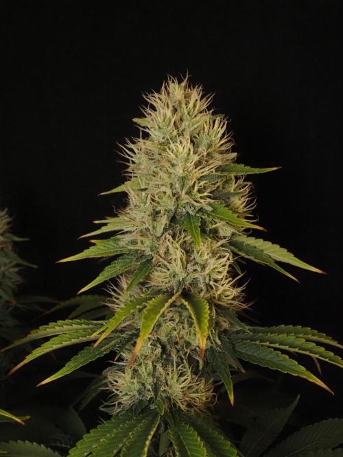 Eternity Grow Cup 2026. Week 12