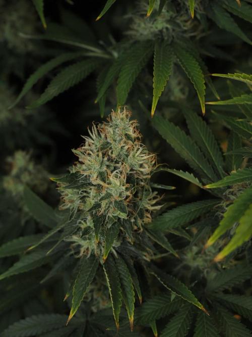 Eternity Grow Cup 2026. Week 12