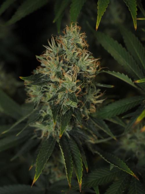 Eternity Grow Cup 2026. Week 12