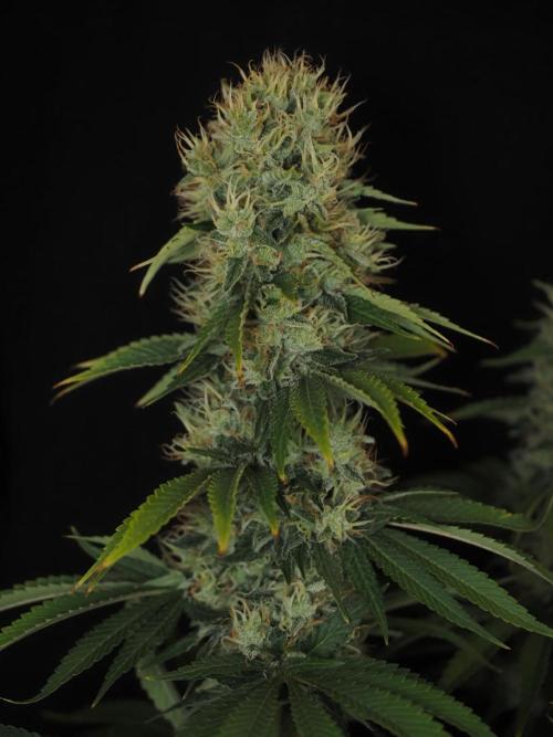 Eternity Grow Cup 2026. Week 12