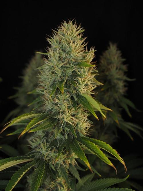 Eternity Grow Cup 2026. Week 12