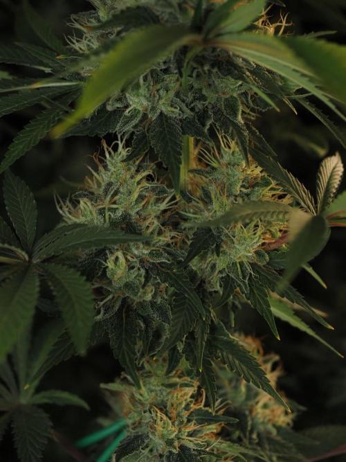 Eternity Grow Cup 2026. Week 12