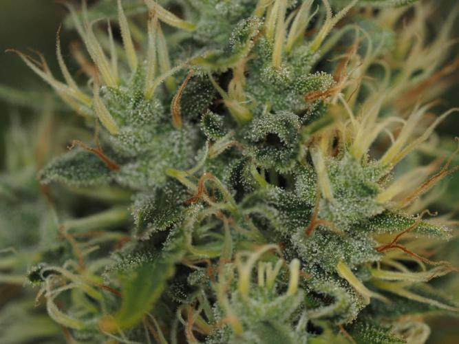 Eternity Grow Cup 2026. Week 12