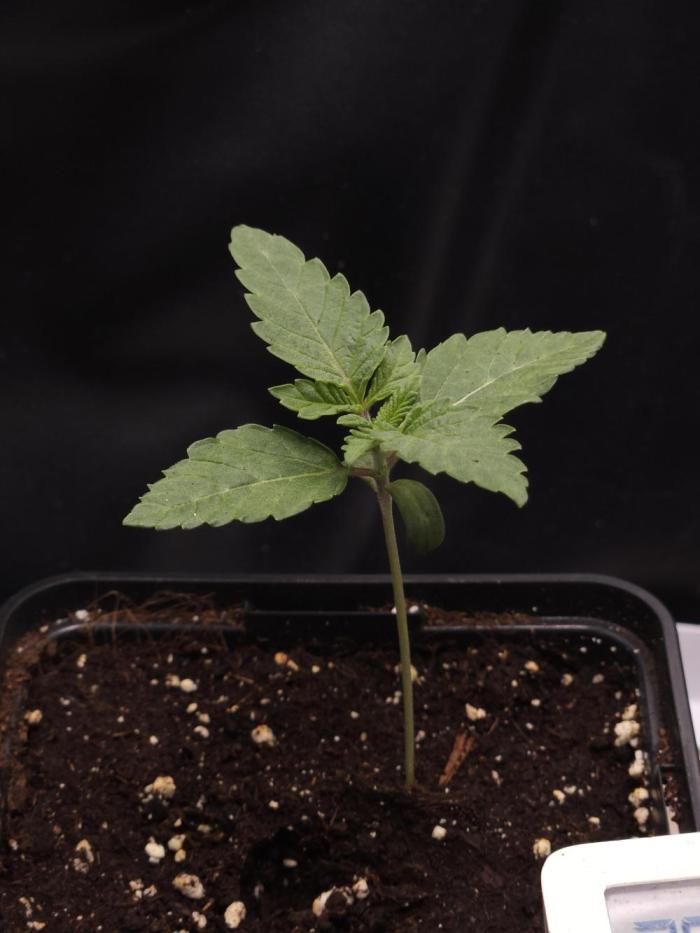 PEACH MOON. Week 1
