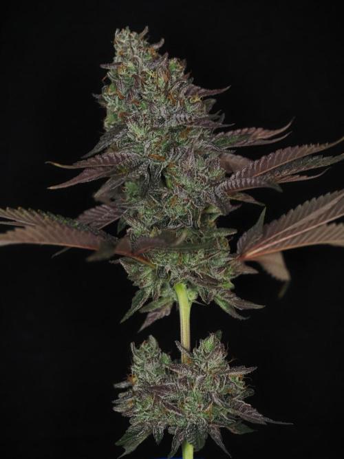 Berry Crusher. Week 13