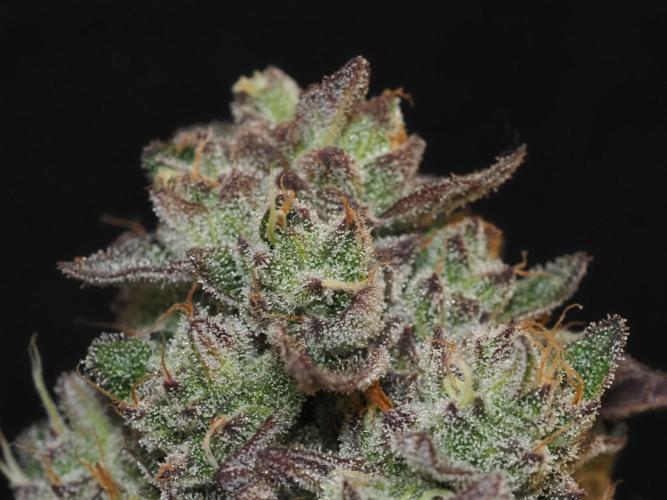 Berry Crusher. Week 13