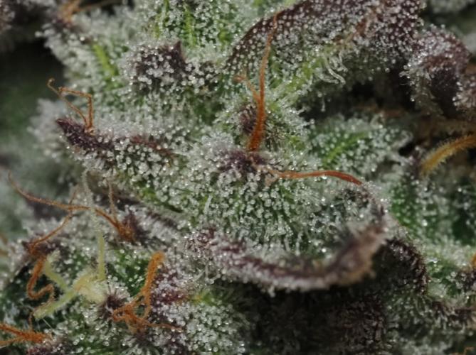 Berry Crusher. Week 13