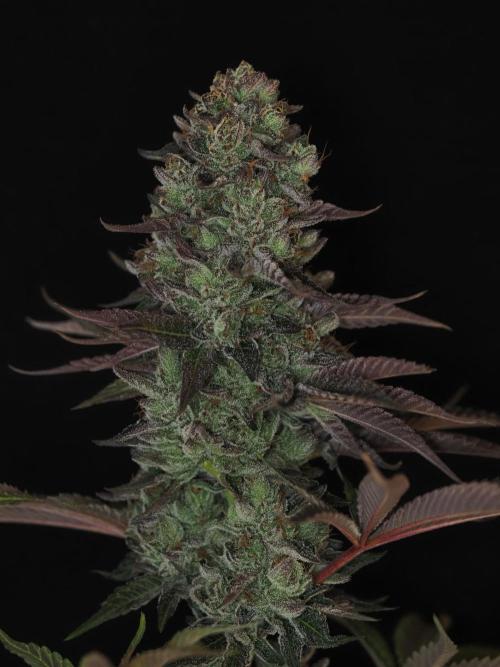 Berry Crusher. Week 13