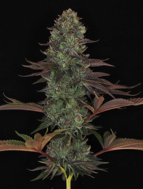 Berry Crusher. Week 13