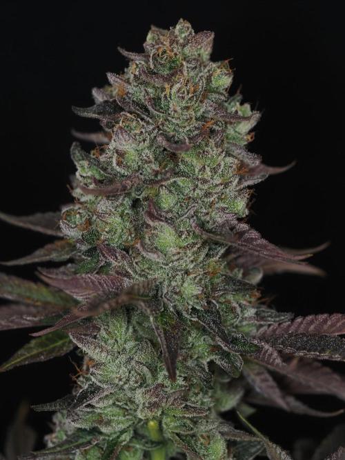 Berry Crusher. Week 13
