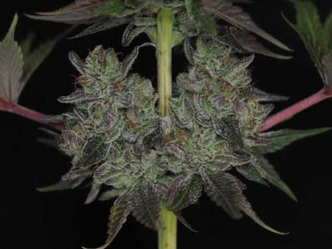 Berry Crusher. Week 13