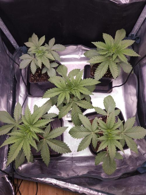 CHILLATOZZ. Week 2