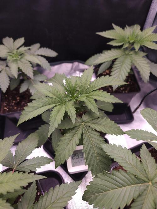 Peach Sunset. Week 2