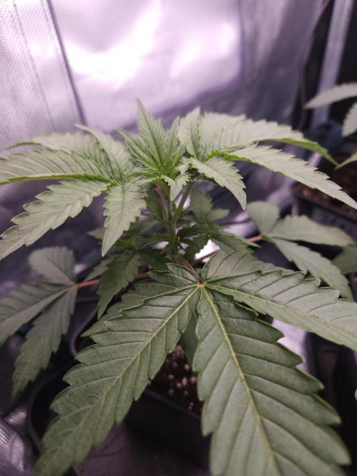 Peach Sunset. Week 2