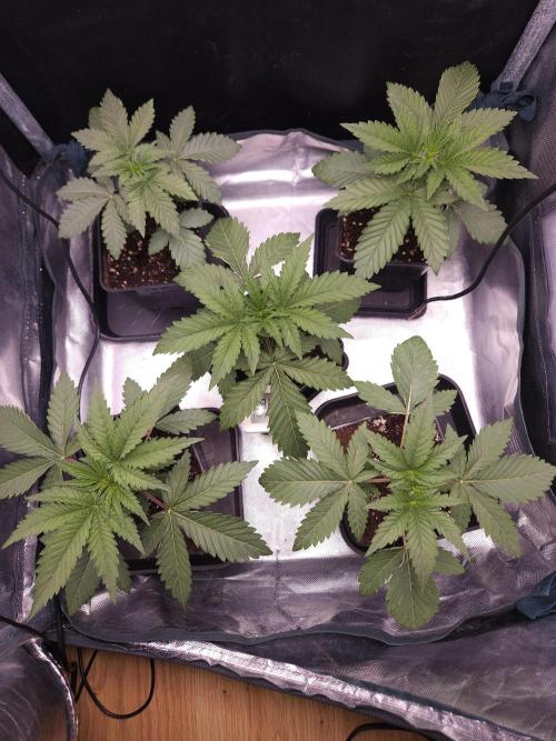 Peach Sunset. Week 2
