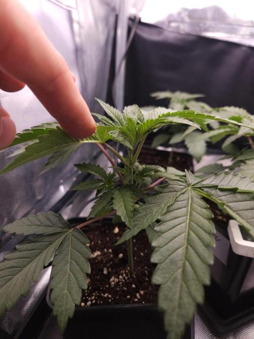 PEACH MOON. Week 2