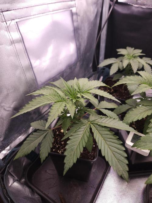 PEACH MOON. Week 2