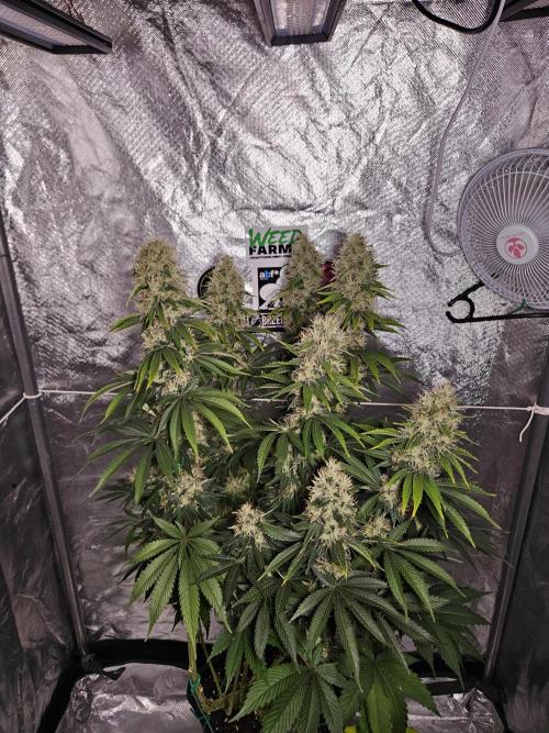 Eternity Grow Cup 2026. Week 12