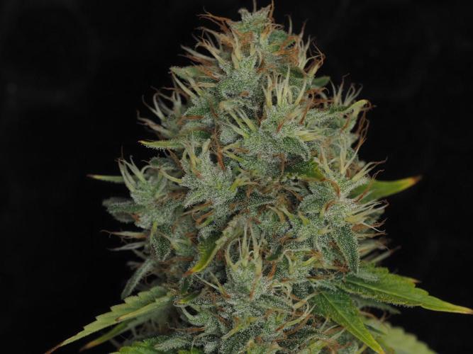 Eternity Grow Cup 2026. Week 13