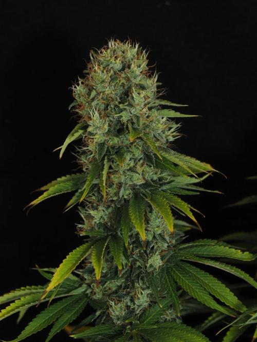 Eternity Grow Cup 2026. Week 13